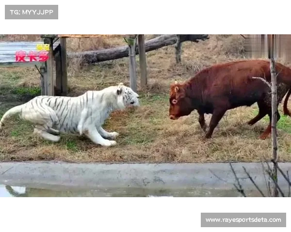 津媒点评天津队新秀：初生牛犊不怕虎